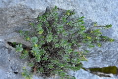 Thymelaea dioica