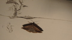 Zanclognatha laevigata