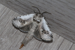 Parahypopta caestrum