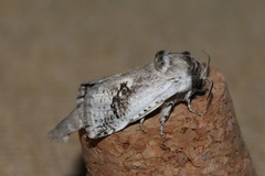 Parahypopta caestrum