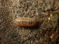 Porcellium collicola