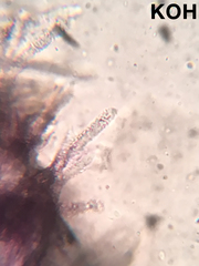 Proliferodiscus pulveraceus