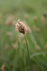 Carex stenophylla