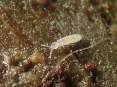 Parisotoma notabilis