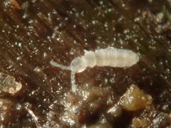 Parisotoma notabilis