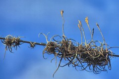 Tillandsia reichenbachii
