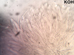 Proliferodiscus pulveraceus