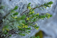 Thymelaea dioica