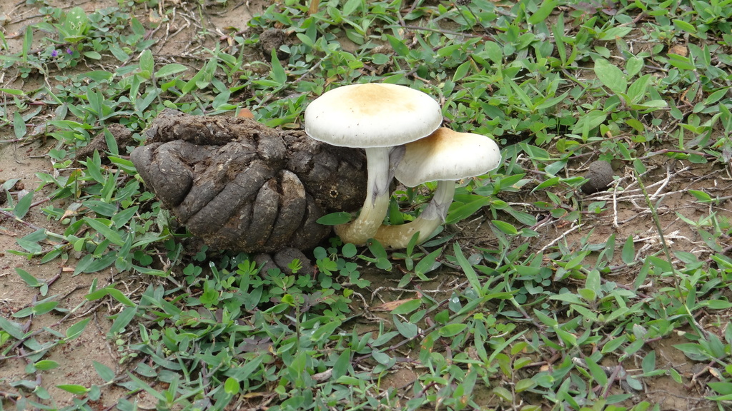 Psilocybe cubensis · May 2018 · photo: © carlosyaya77 (iNaturalist, cc-by)