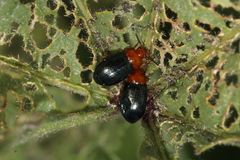 Podagrica fuscicornis