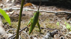 Antandrus viridis