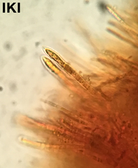 Proliferodiscus pulveraceus