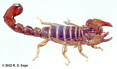 Bothriurus patagonicus