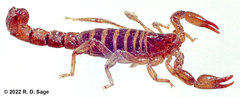Bothriurus patagonicus