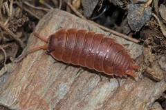 Porcellio alticola