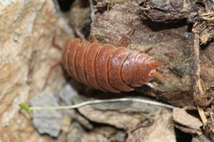 Porcellio alticola