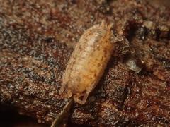 Porcellium collicola