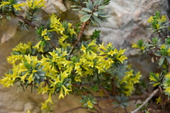 Thymelaea dioica