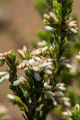 Erica caffrorum