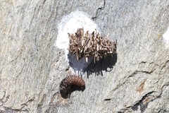 Ptilocephala pyrenaella