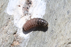 Ptilocephala pyrenaella