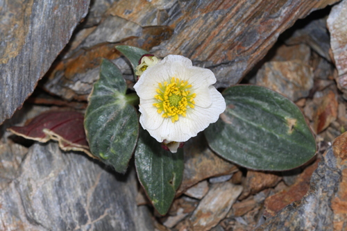 Alpine buttercup