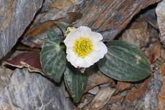 Ranunculus parnassifolius