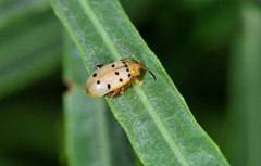 Walterianella durangoensis