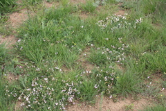 Astragalus corniculatus