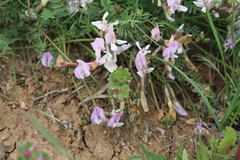 Astragalus corniculatus