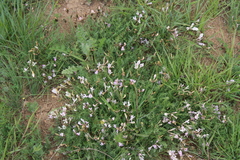 Astragalus corniculatus