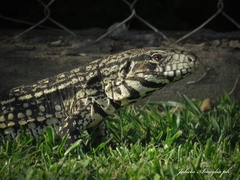 Argentine Black and White Tegu photo 1