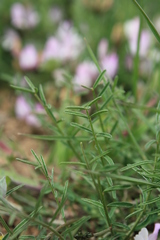 Astragalus corniculatus