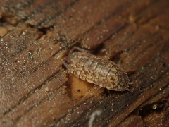 Porcellium collicola