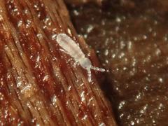 Parisotoma notabilis