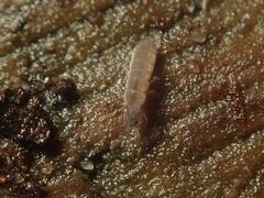 Vertagopus pseudocinereus