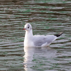 Chroicocephalus ridibundus
