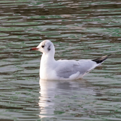 Chroicocephalus ridibundus