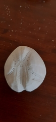 Spatangoida