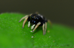 Phidippus whitmani