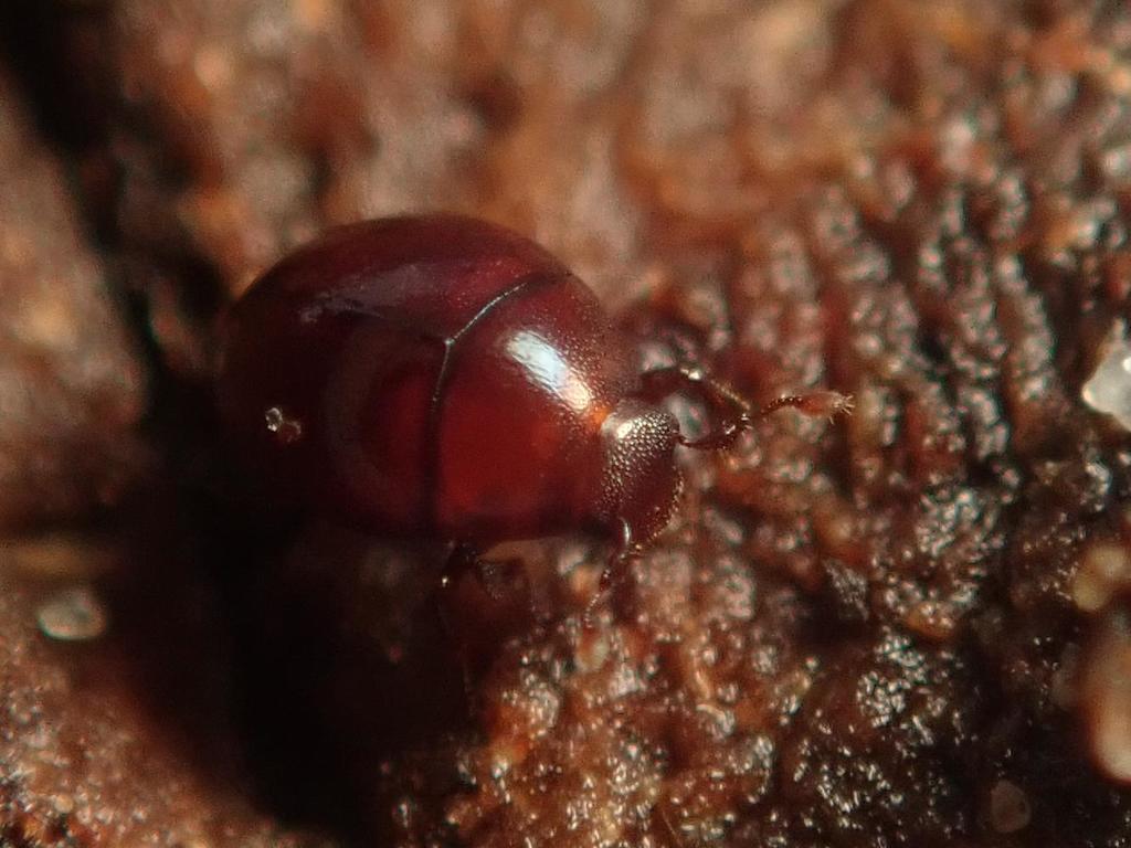 Abraeus perpusillus