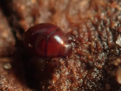 Abraeus perpusillus