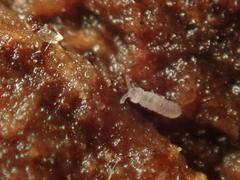 Parisotoma notabilis