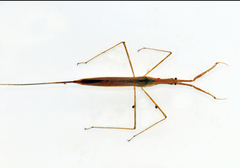 Ranatra quadridentata