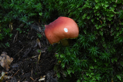 Russula nobilis