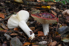 Russula