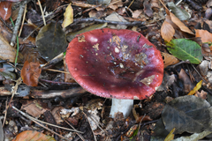 Russula