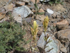 Castilleja elmeri