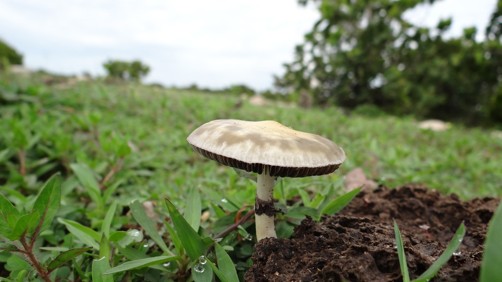 Psilocybe cubensis · May 2018 · photo: © carlosyaya77 (iNaturalist, cc-by)