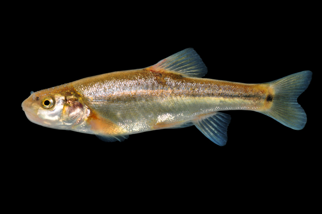 Longfin Dace